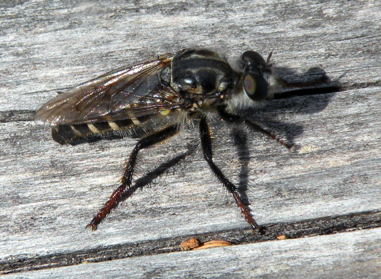 Asilidae?